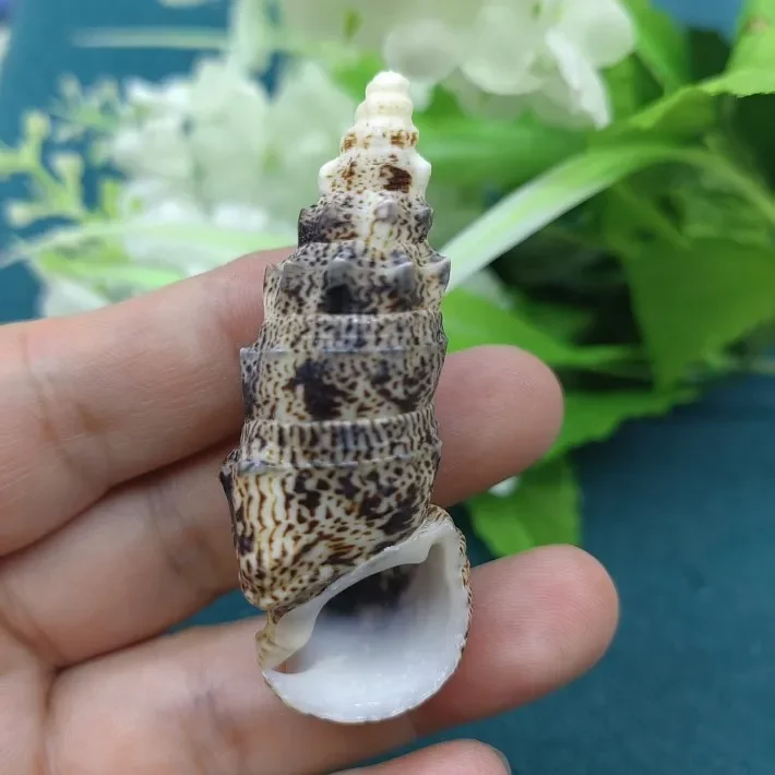 5-6CM Rare Tower Snail Turritella Natural Conch Shells for Wedding Home Fish Tank Decorations Table Party Ornaments DIY Crafts