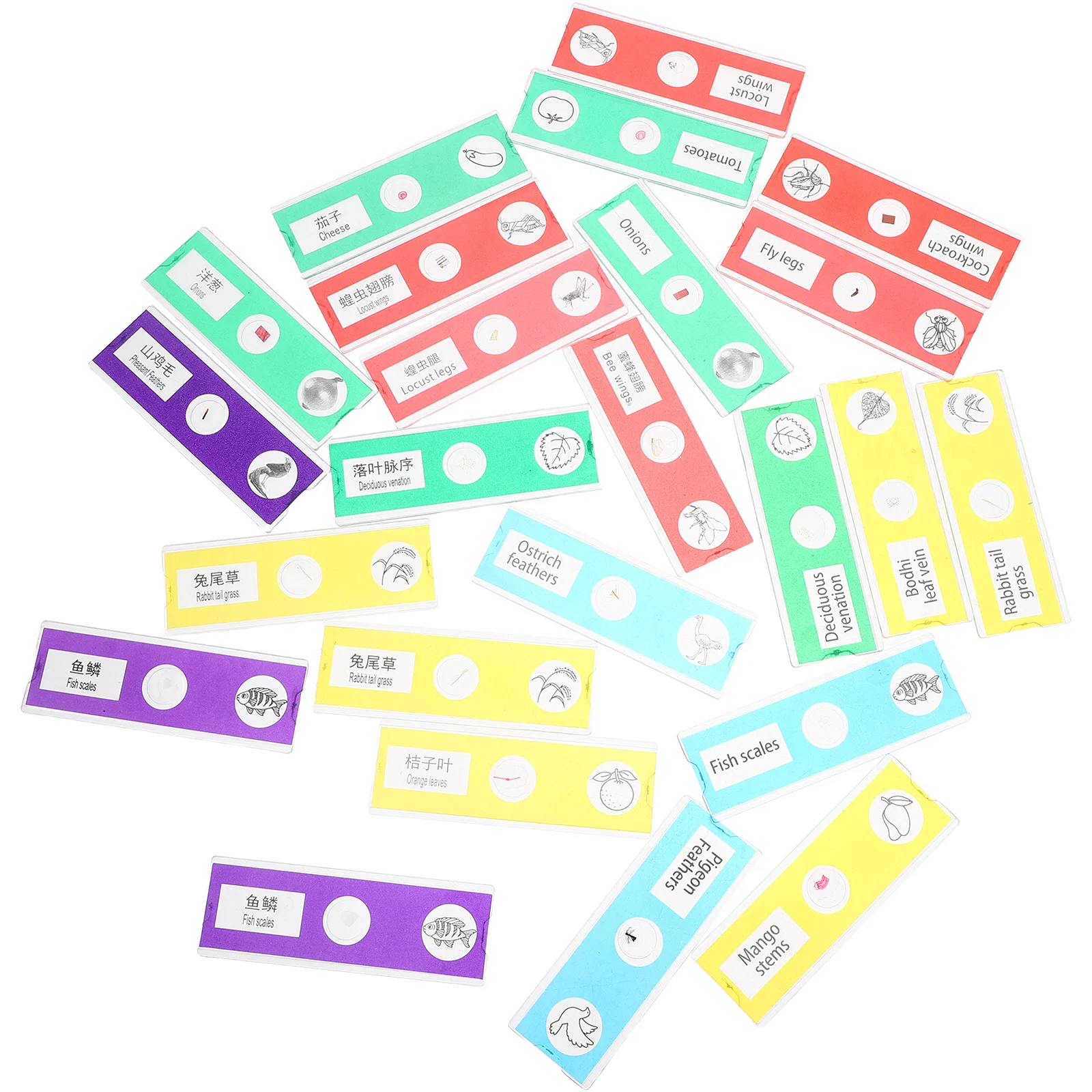 24 قطعة مجموعة شرائح المجهر العلوم للأطفال ثنائية اللغة البلاستيك المجهزة النباتات الحيوانات الحشرات عينات التعليمية البيولوجية