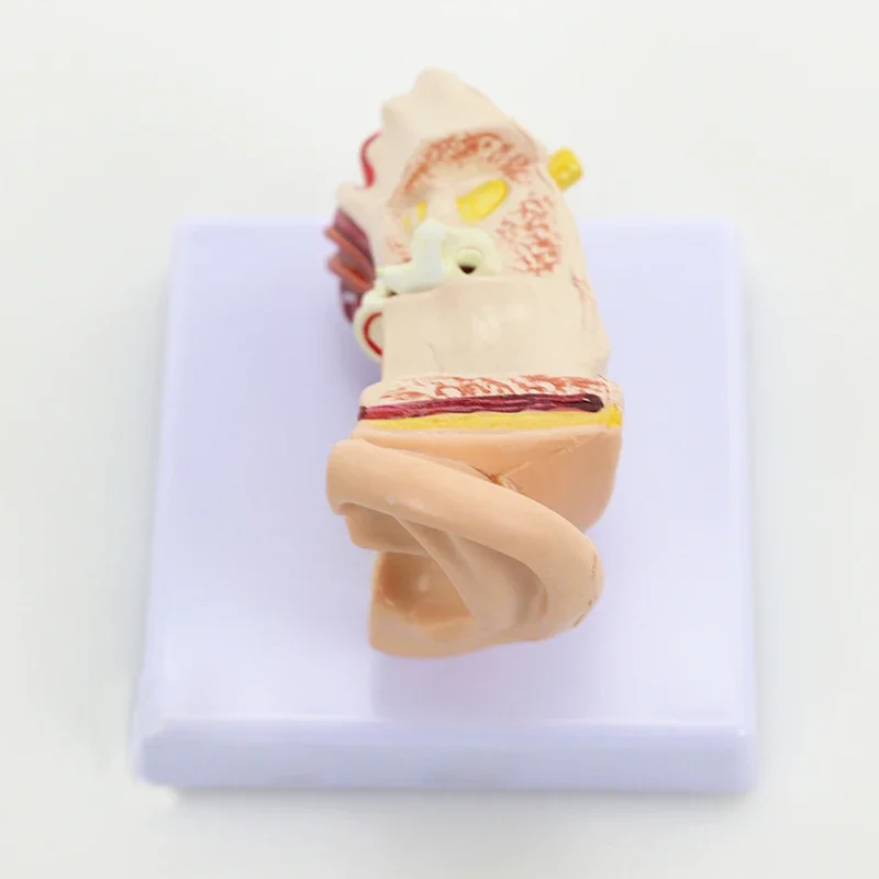 1.5X Enlarged Human Ear Anatomy Model Ear Anatomical Model for Hearing Aid Clinics