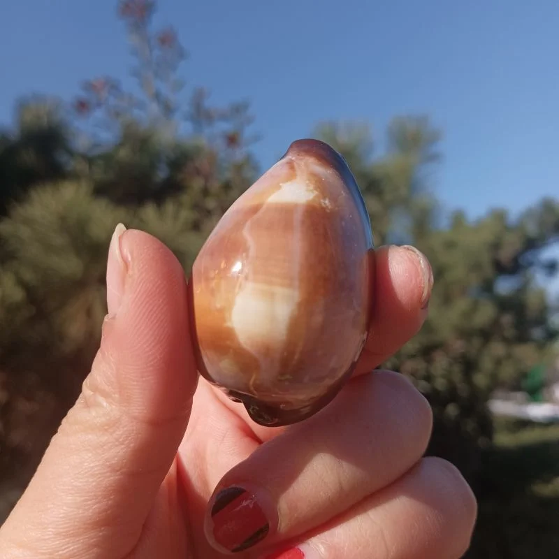 Natural Purple Shell Conch,Shelldiy Ornamental Ornaments, Shelldiy Crafts, Agate, Coral, Fish Tank Landscaping