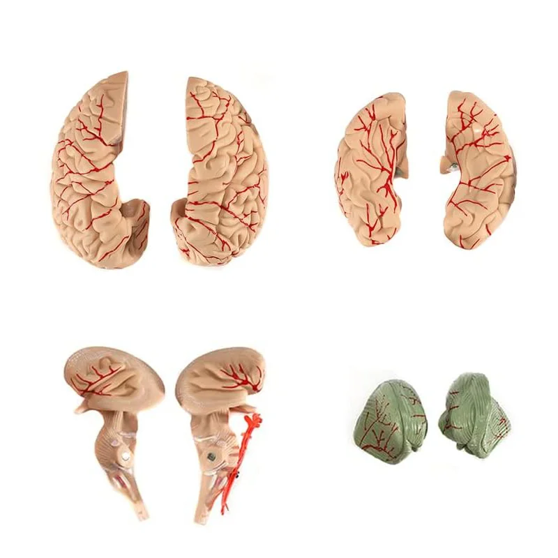 Life Size Human Brain Anatomy Model With Display Base Brain Anatomical Model Teaching Lab Supplies