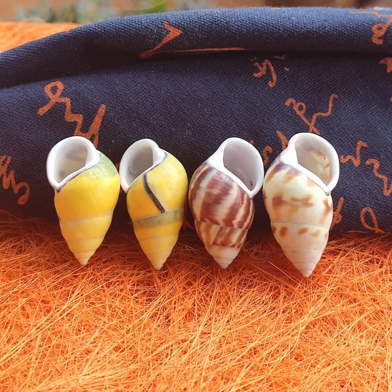 Rare Trochus Shell Aquarium Ornament, Yellow Dextral and Sinistral Coiled Specimens, 3cm, Ideal for Display Case and Fish Tank D