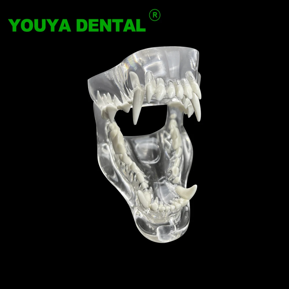 Clear Dog Teeth Anatomical Model Dental Animals Oral Tooth Jaw Model Dentistry Canine Veterinary Education Demonstrate Models