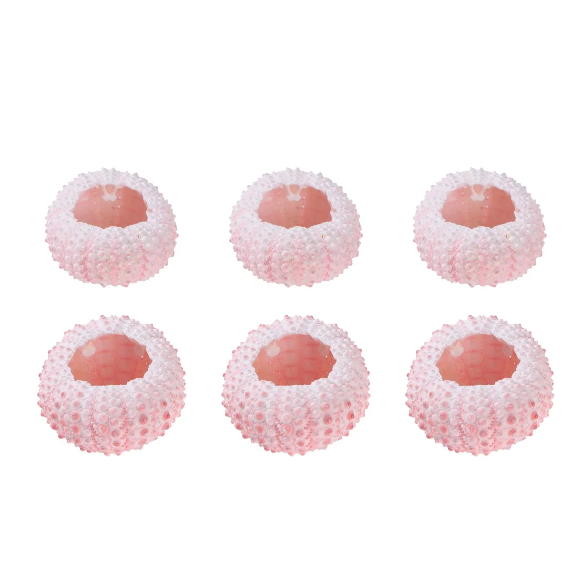 

6 Pcs Natural Conch Shells Decorative Sea Urchin Outdoor Animal Pot Holders Flower Pots Seashells