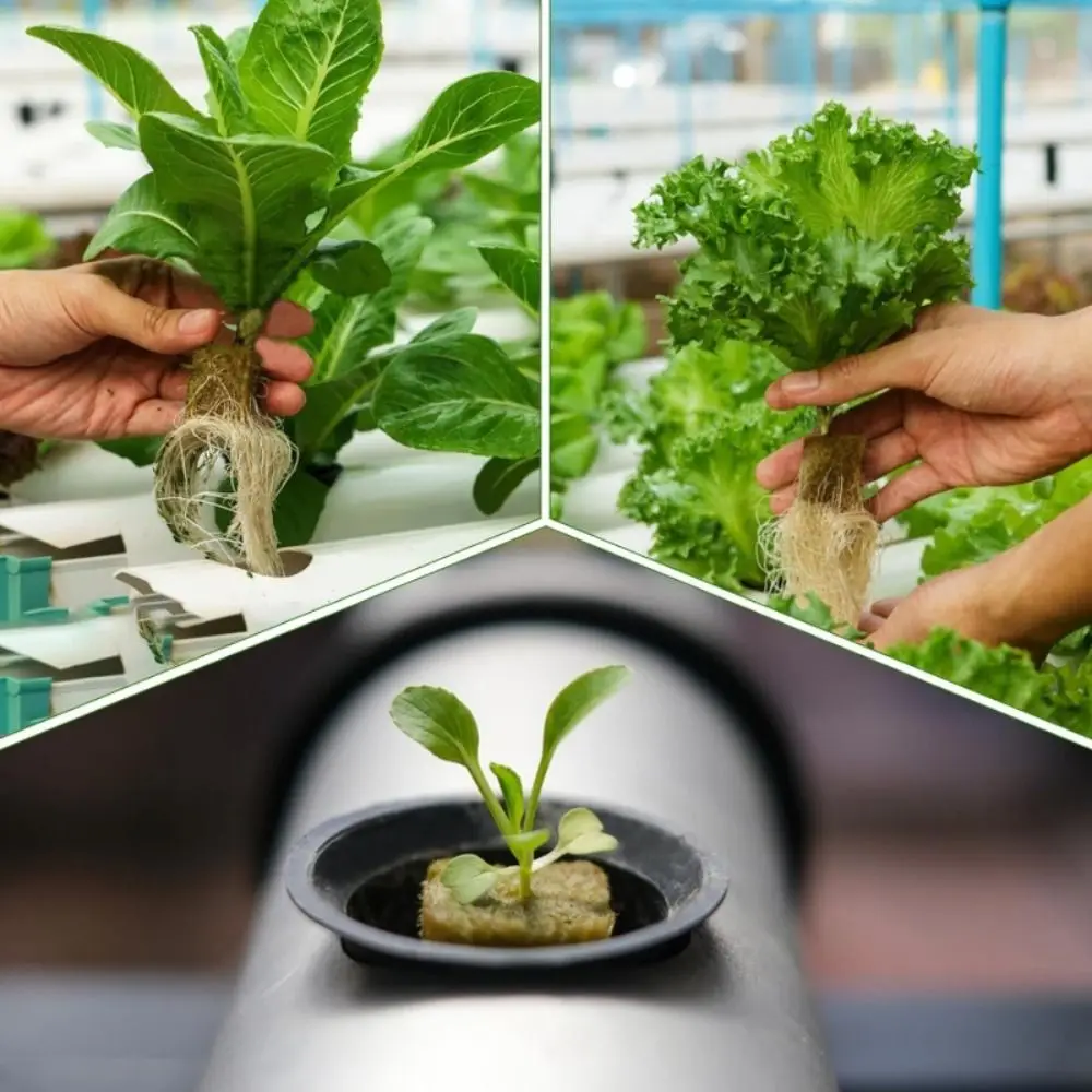 36/50Pcs Seed Starter Grow Cubes Stonewool Single Hole Rock Wool Soilless Culture Substrate Water Cultivation