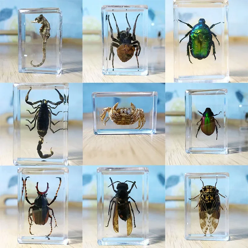 Resin Insect Specimens, Hexapod, Desk Decoration, Teaching, Home Decoration Accessories, Living Room