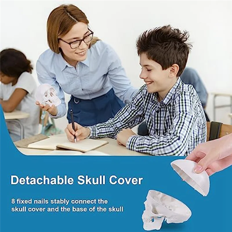 N96R Mini Human Skull Model, 3 Parts Anatomical Skull Model with Removable Skull Cap and Articulated Mandible