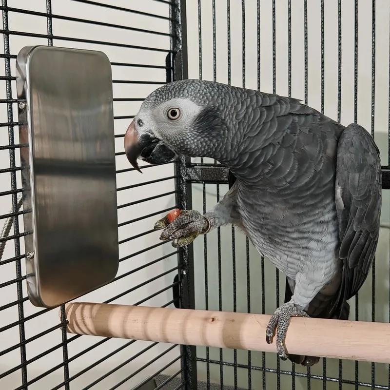 bird cage heater