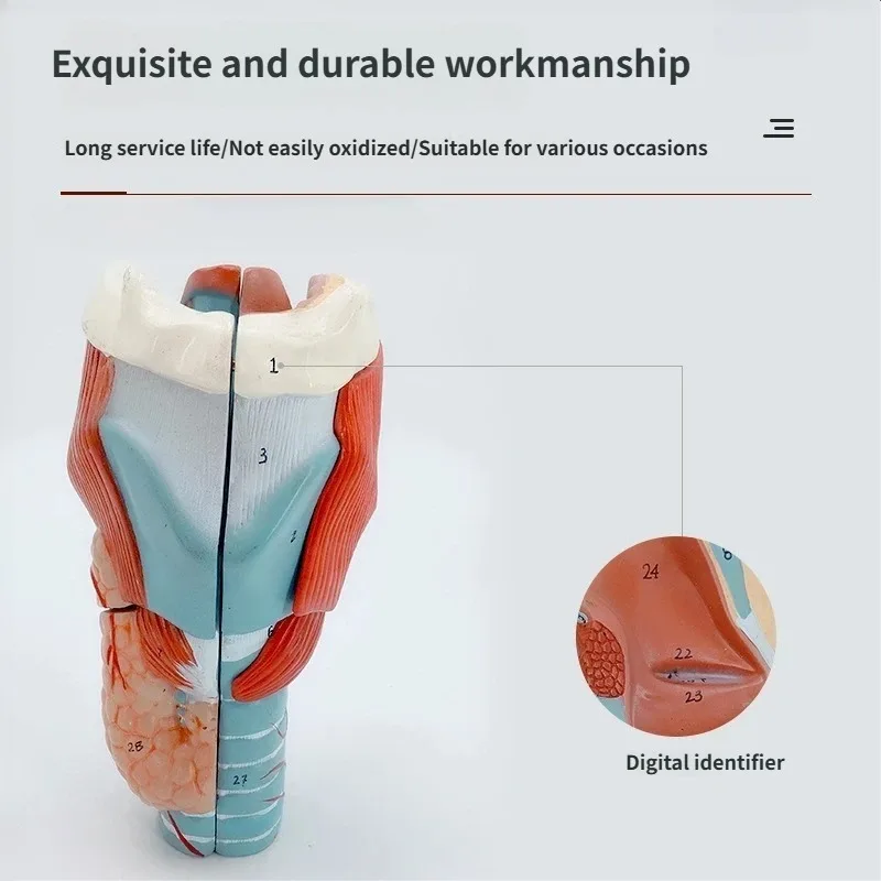 2X Magnification Human Throat Model Anatomical Model Throat Blood Vessels Thyroid Laryngeal Nodules Hospital  Teaching  Model
