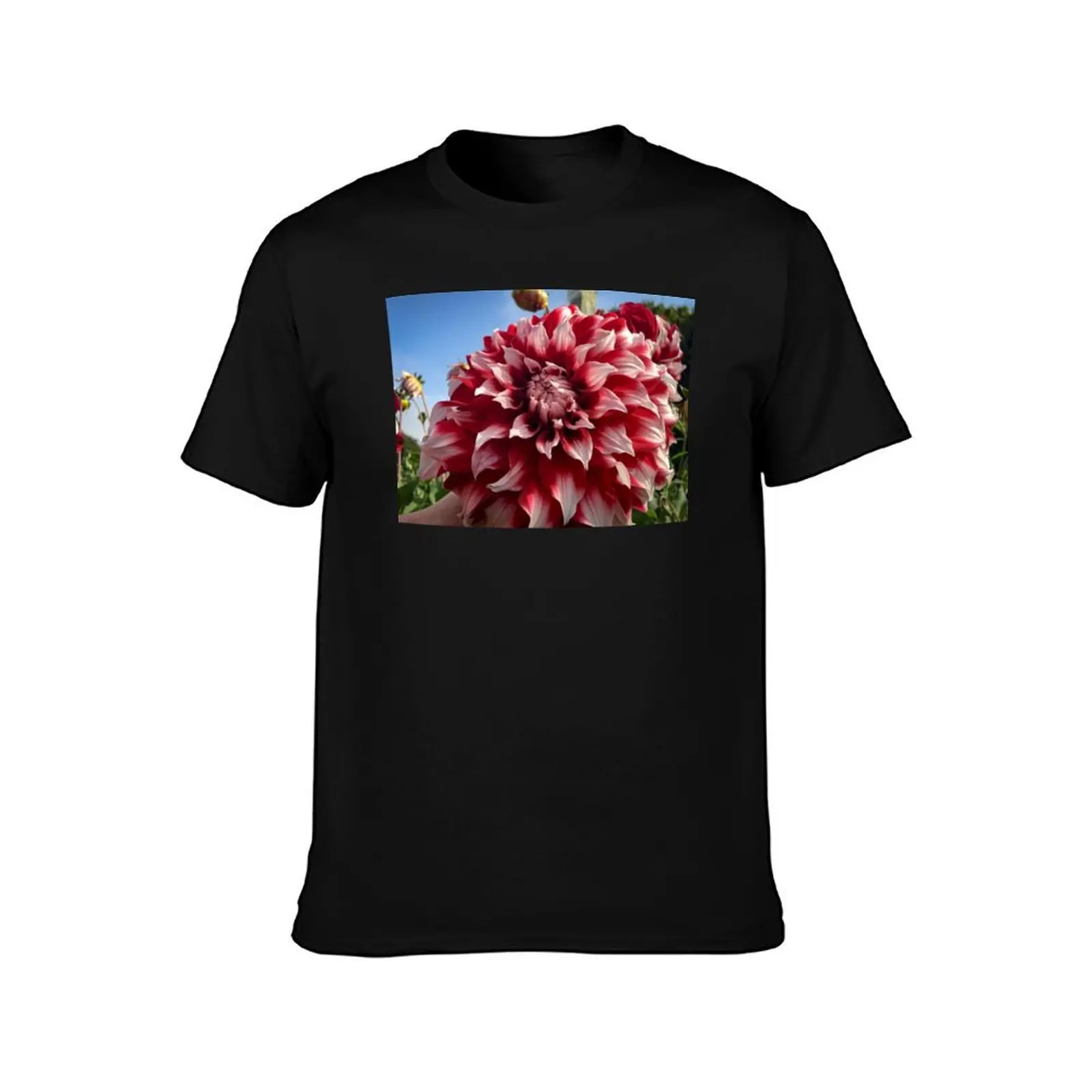 Red and White Decorative Dahlia Flower Bloom. Checkers, David Howard variety 044 T-Shirt Halloween Casual T-Shirt