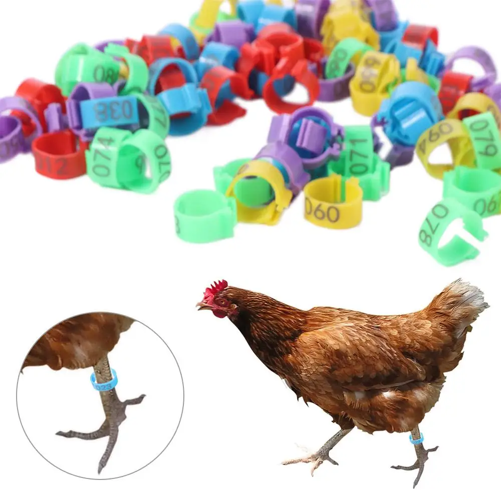 

100pcs Portable Poultry Leg Tags Plastic Mixed Colour Poultry Ankle Bands 5 Colors Bird Identification Chicken Leg Bands Rings