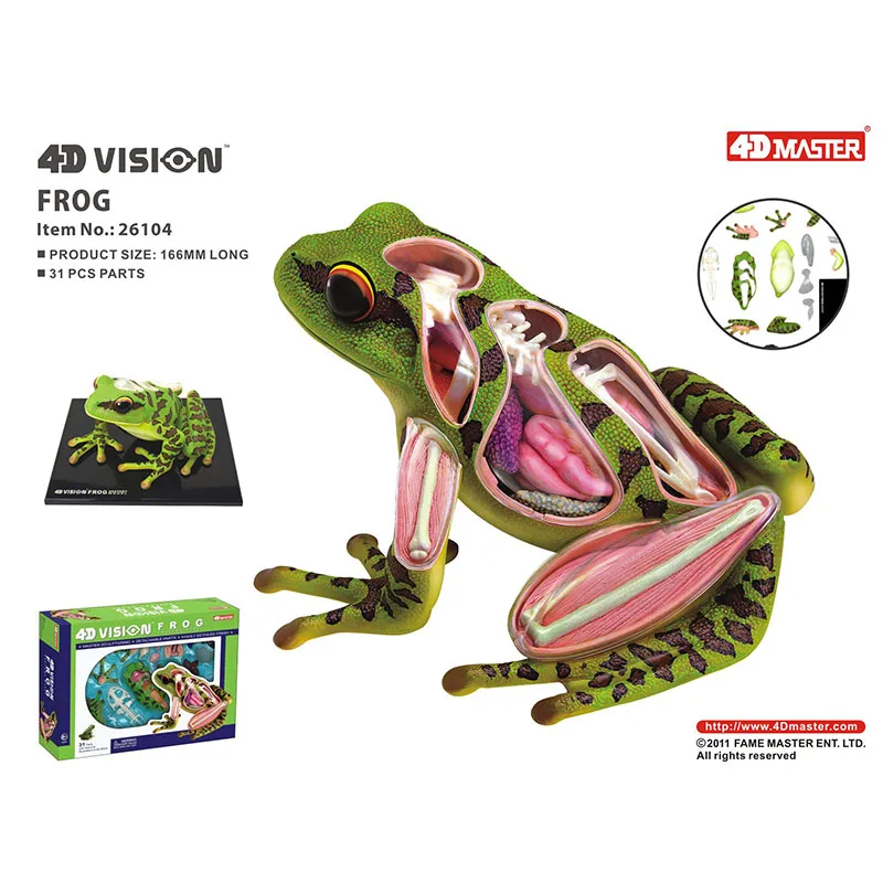 4D Frog Anatomy Model Simulation Animal Insects Model PVC Assembling Toy Teaching Material Kid Gift