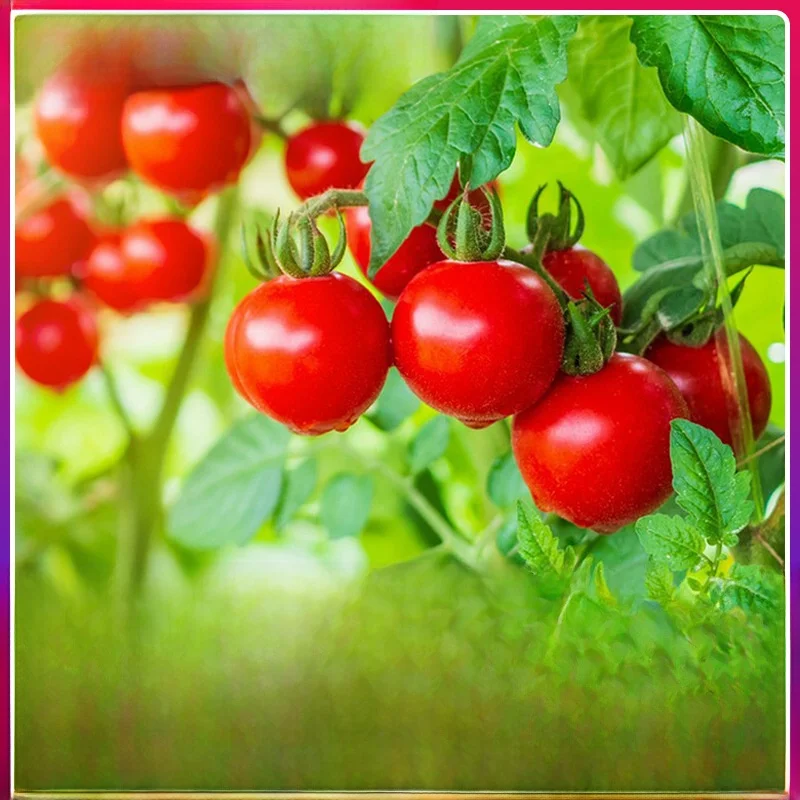 Red Cherry Ato Seed…