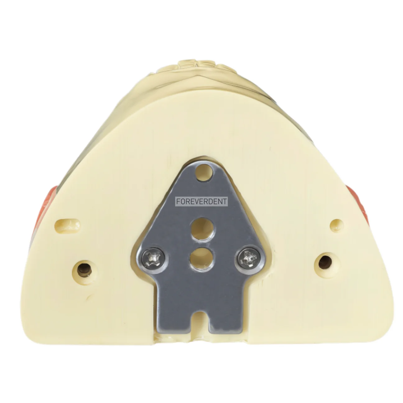 Picture 4: M8026 Impacted Wisdom Tooth Extraction Training Model Dental Tooth Model Oral Teaching Replaceable Base