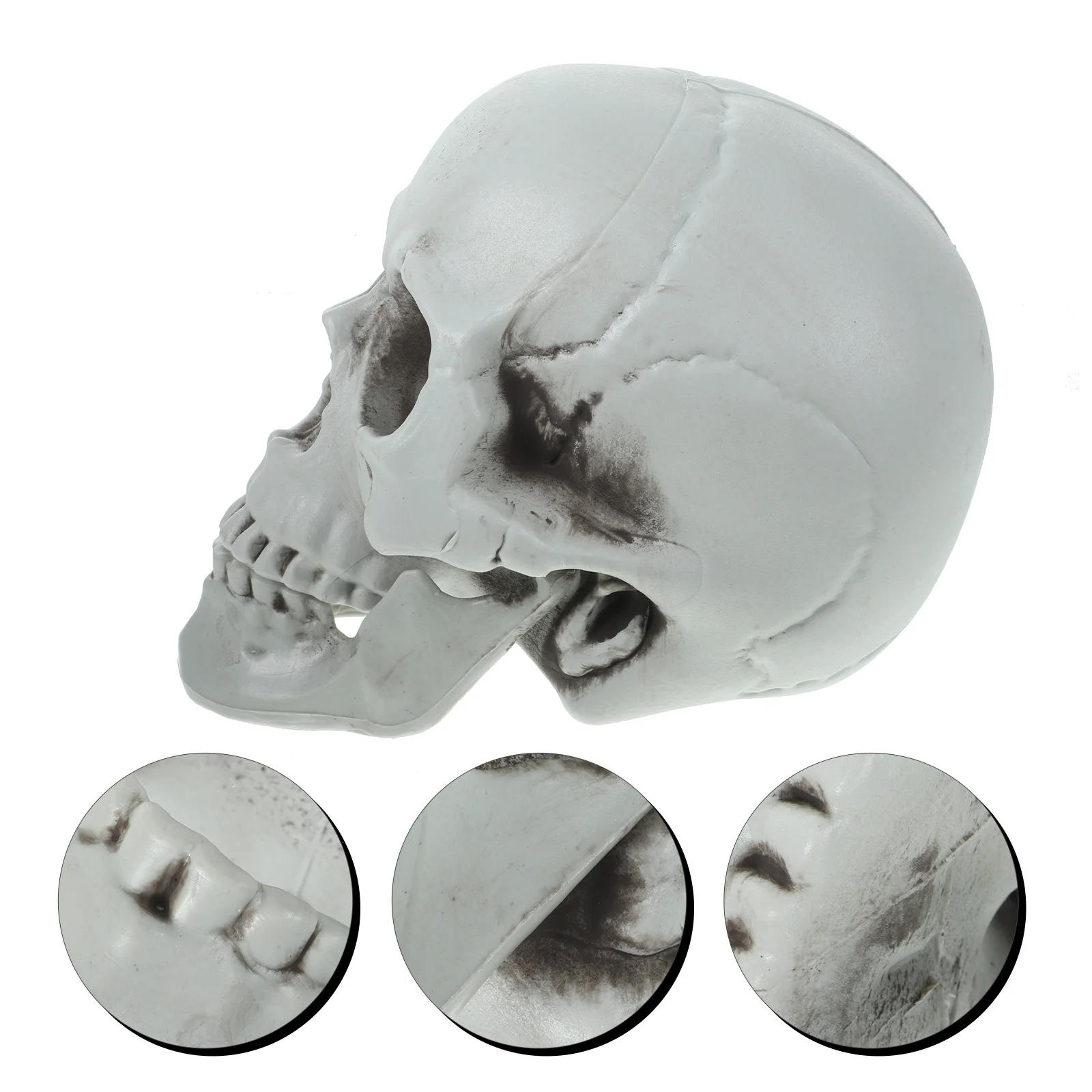 

Abaodam Realistic Human Skull Anatomy Model Halloween Decor for Dining Table Grim Artificiales