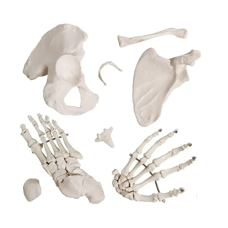 Disarticulated Human Skeleton Model Life Size Skeleton Anatomy Model with 3 Parts Skull, Spine, Ribs, Hand and Foot Bones