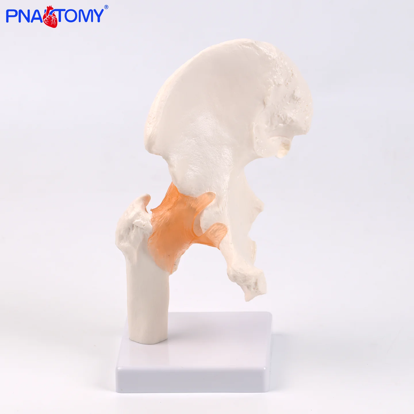 Hip Joint Model Pelvic Life Size 1:1 High Quality Medical Science Life Size Hip Joint Pelvis Skeleton Anatomical Model