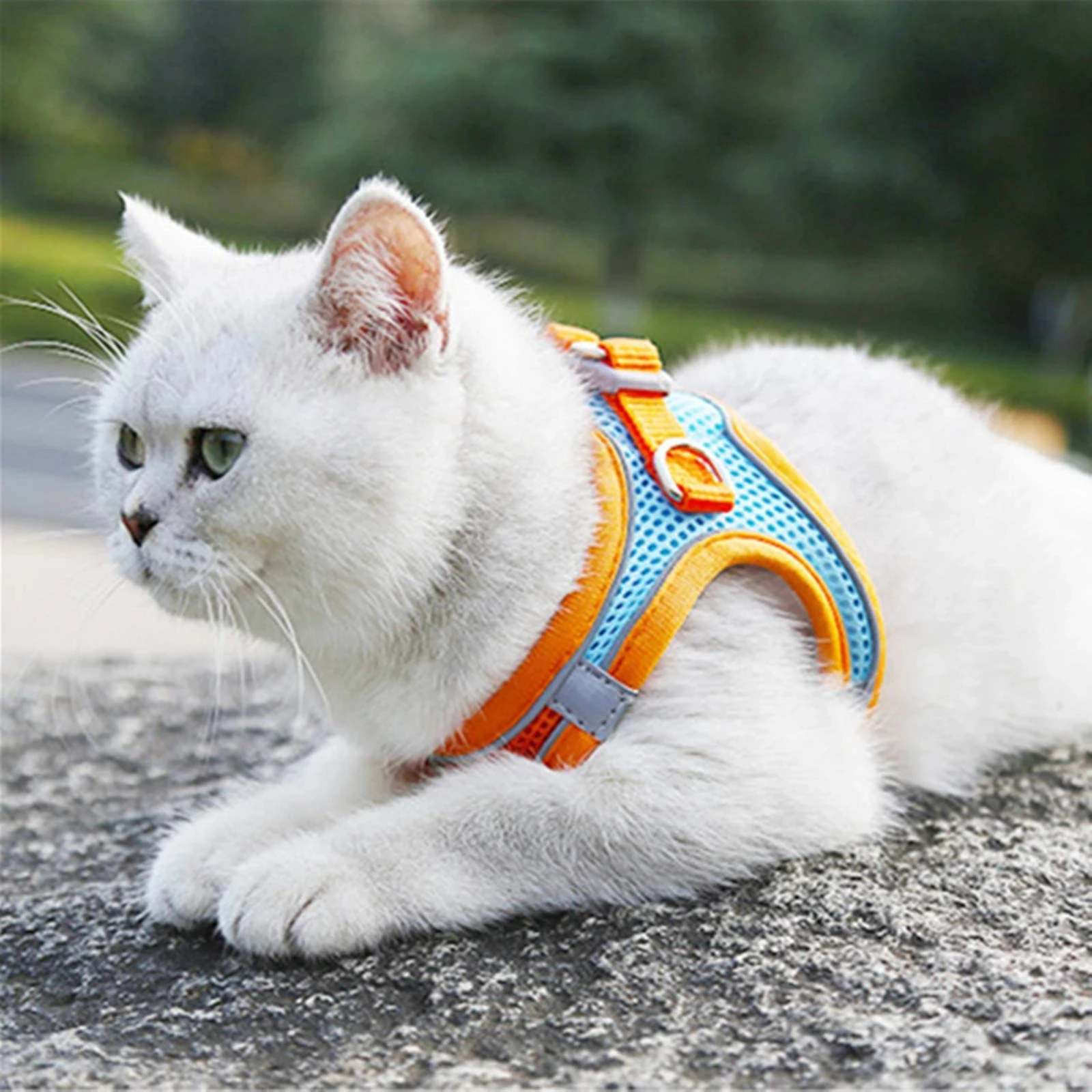 Cat Harness 5