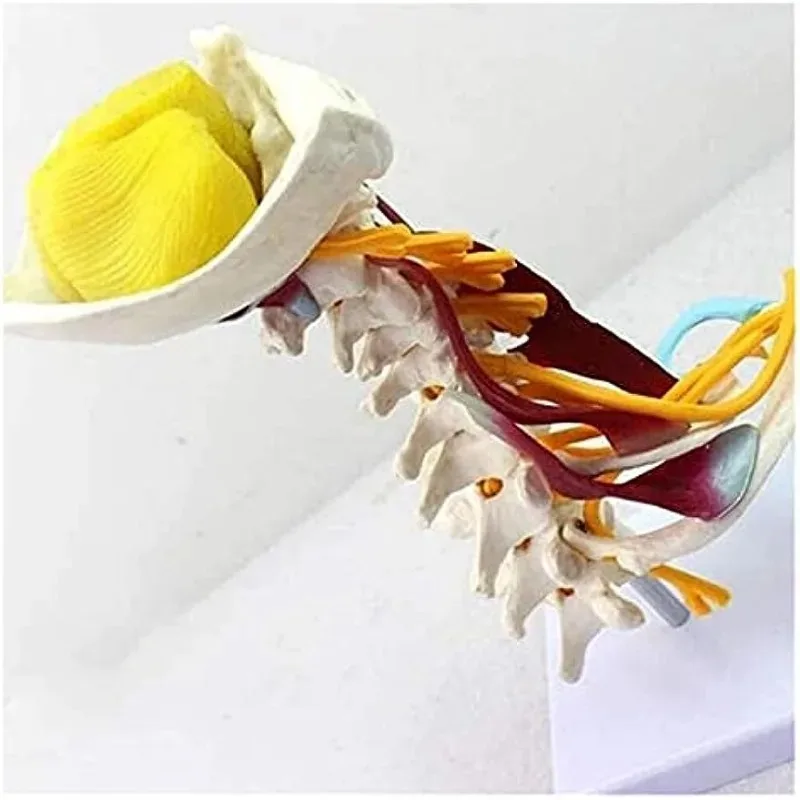 Anatomy 1:1 Human Cervical Spine Anatomical Model With Muscle Nerve Brainstem Occipital Bone Medical Science Teaching Detachable