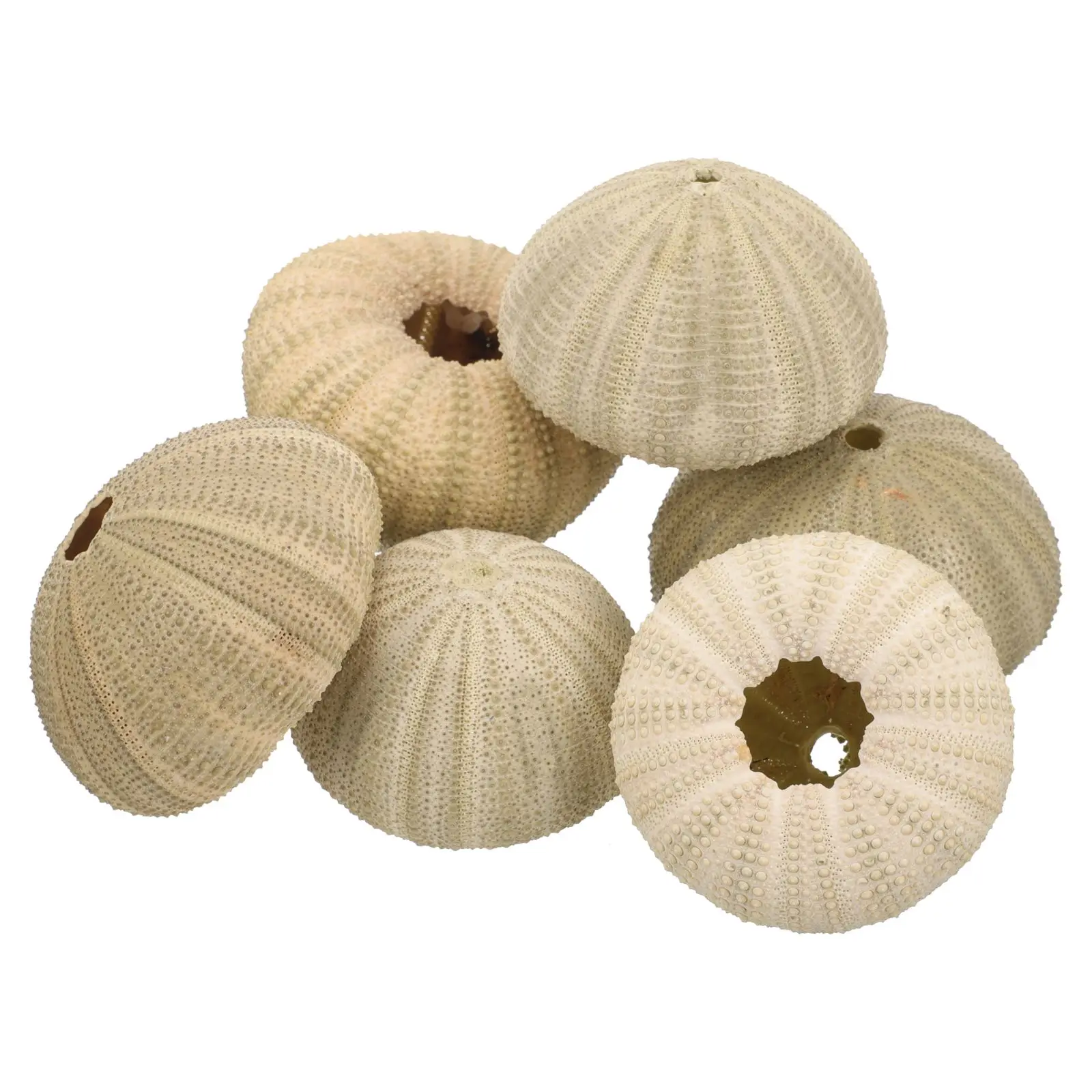 

6 Pcs Shells 4 6CM Sea Shells For for Home Crafts Fish Tank Decor Unique Sturdy Safe Pet