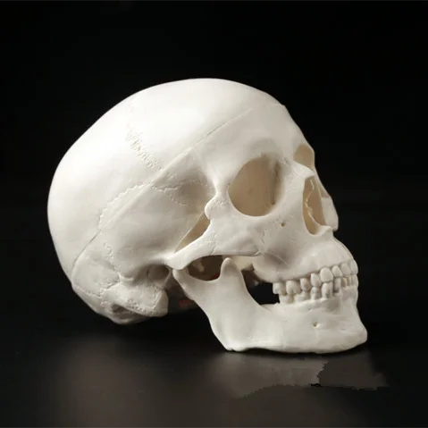 1Pc Mini Skull Human Anatomical Anatomy Head Medical Model Convenient 92x99x71mm