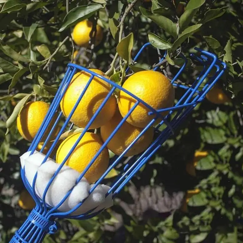 Obstpflücker, Käfigform, Obstkopf, Pflücken, Loquat, Birne, Obstwerkzeuge, abnehmbarer Obstpflücker für Bauernhof, Obstgarten, Gärten, Werkzeug – Detail 4