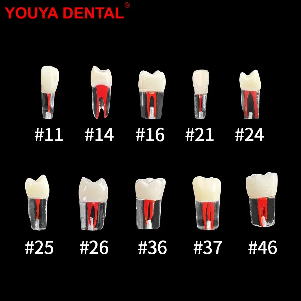 1Pcs Youya Dental Endodontic Teeth Root Canal Training Model Simulation Dentistry RCT Practice Pulp Cavity Teaching Study Model