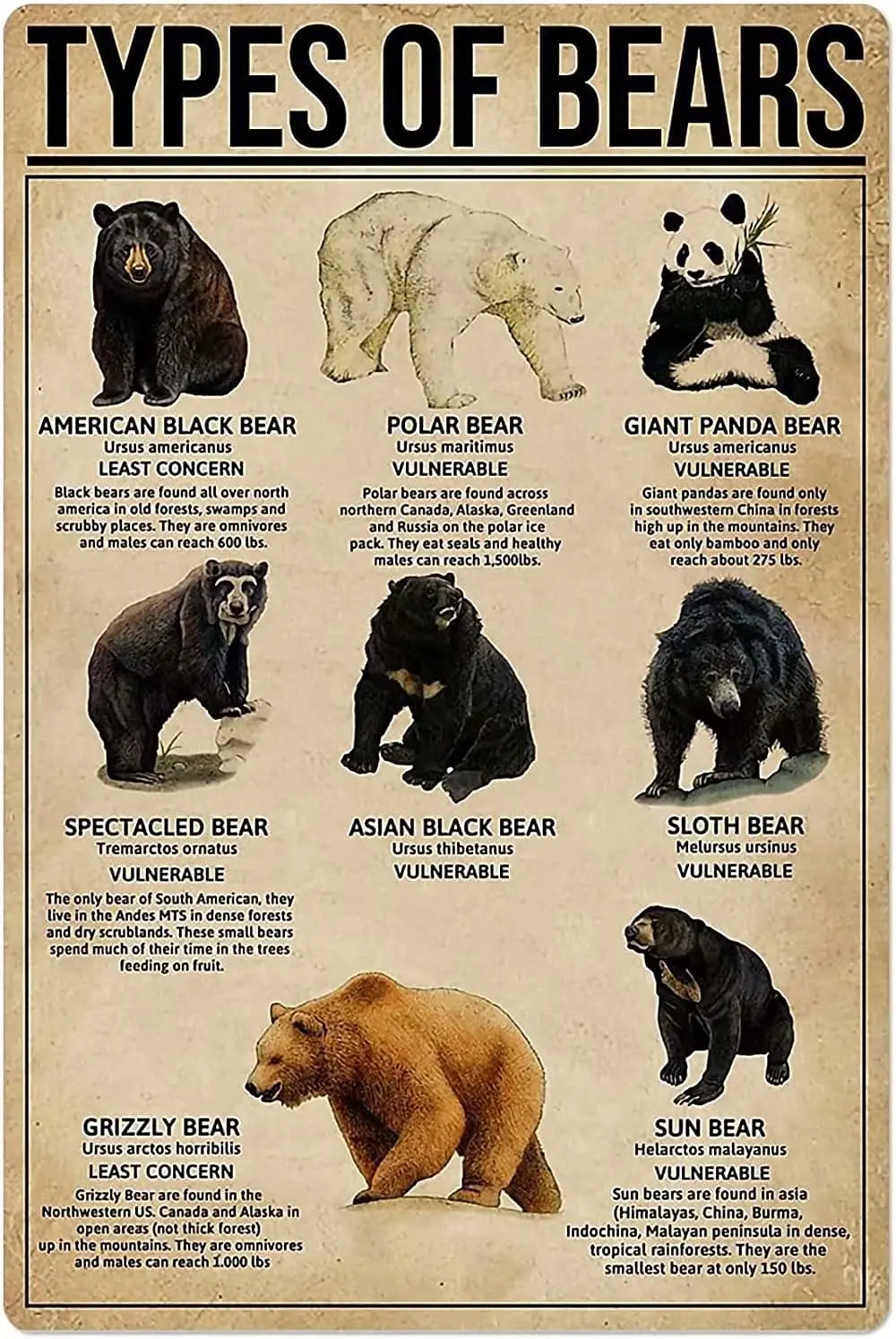 Plaque murale décorative en métal rétro « Types d'ours » – Affiche artistique pour école, café, chambre, salle de bain, cuisine, maison