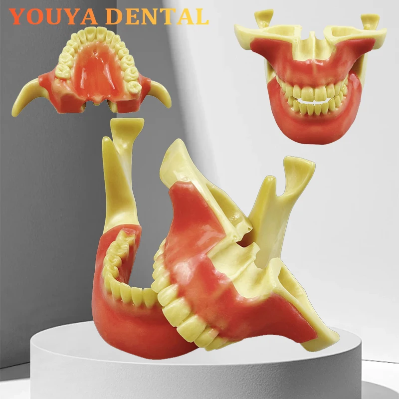 

Стоматологическая демонстрационная модель ортодонтического имплантата Съемная оральная модель Студенческая экспериментальная обучающая модель