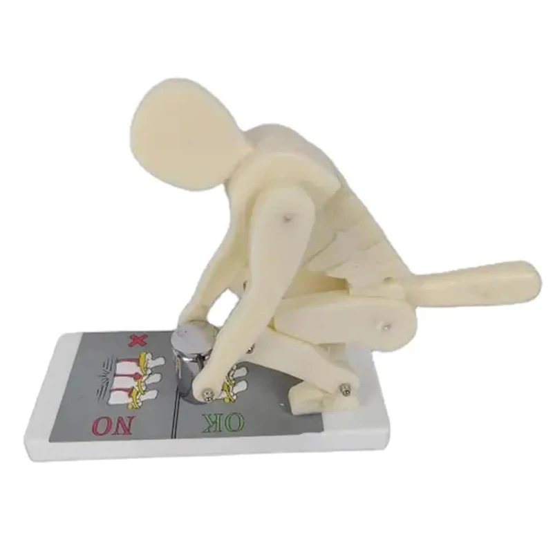 

Изгиба человеческого тела, тяжелая атлетика, позвоночная сила, демонстрация правильной осанки, анатомическая модель поясничного отдела позвоночника