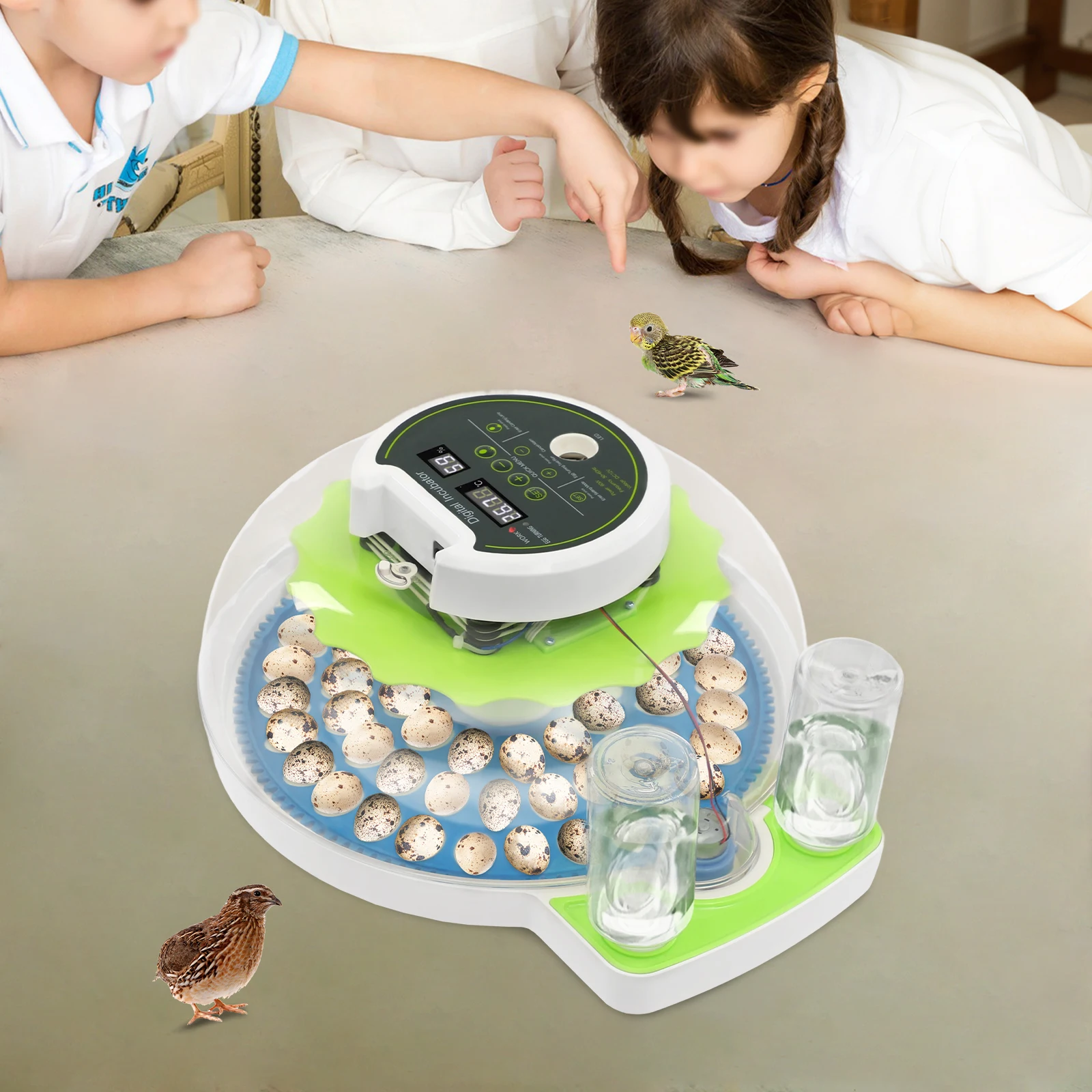 For 60 Quail Eggs Green +Blue Round ABS Quail Egg Incubator Poultry Quail Incubator with LED Screen - view 3