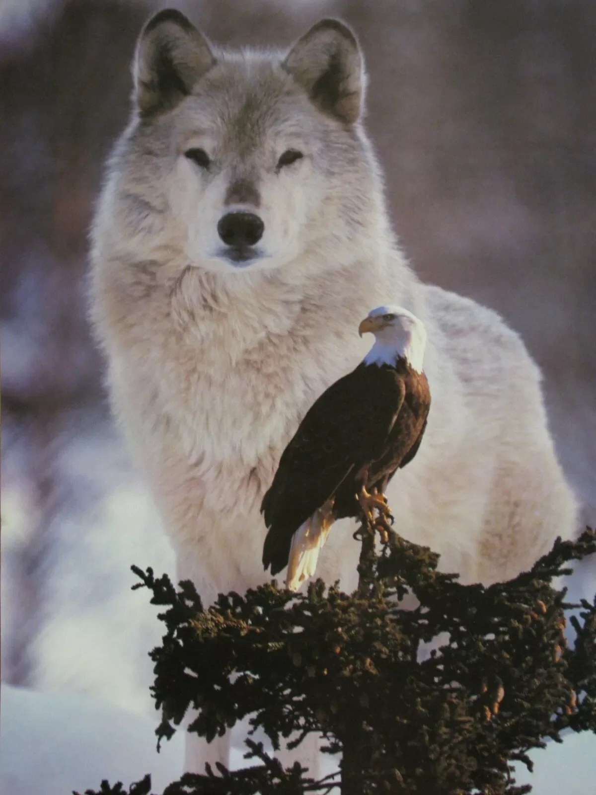 Spirit Animals: Bald Eagle & Timber Wolf Print Art Canvas Poster For Living Room Decoration Home Wall Picture