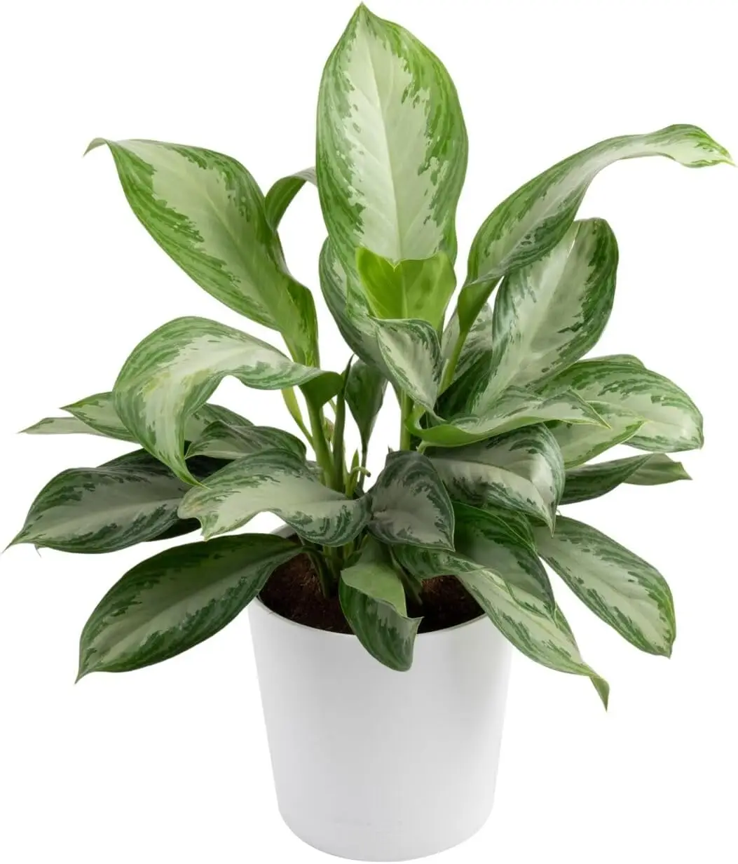 Indoor Live Chinese Evergreen Plant, Low-Maintenance Houseplant, Decorative Accent for the Home