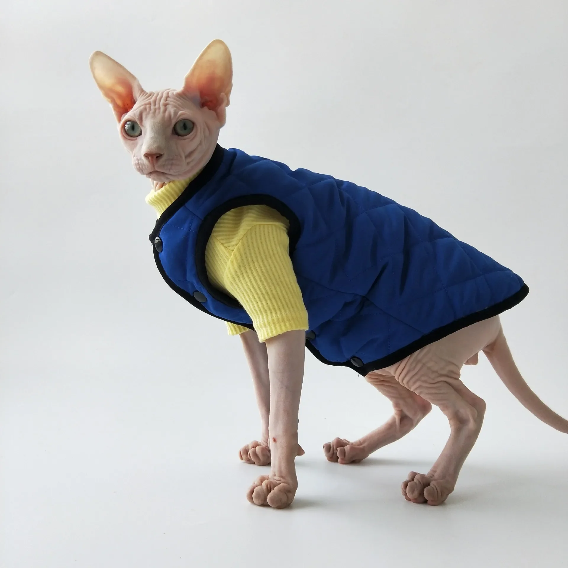 

The Autumn/winter Quilted Velvet Vest Is Available in Blue and Black with Sphinx Hairless Cat Devon Clothes