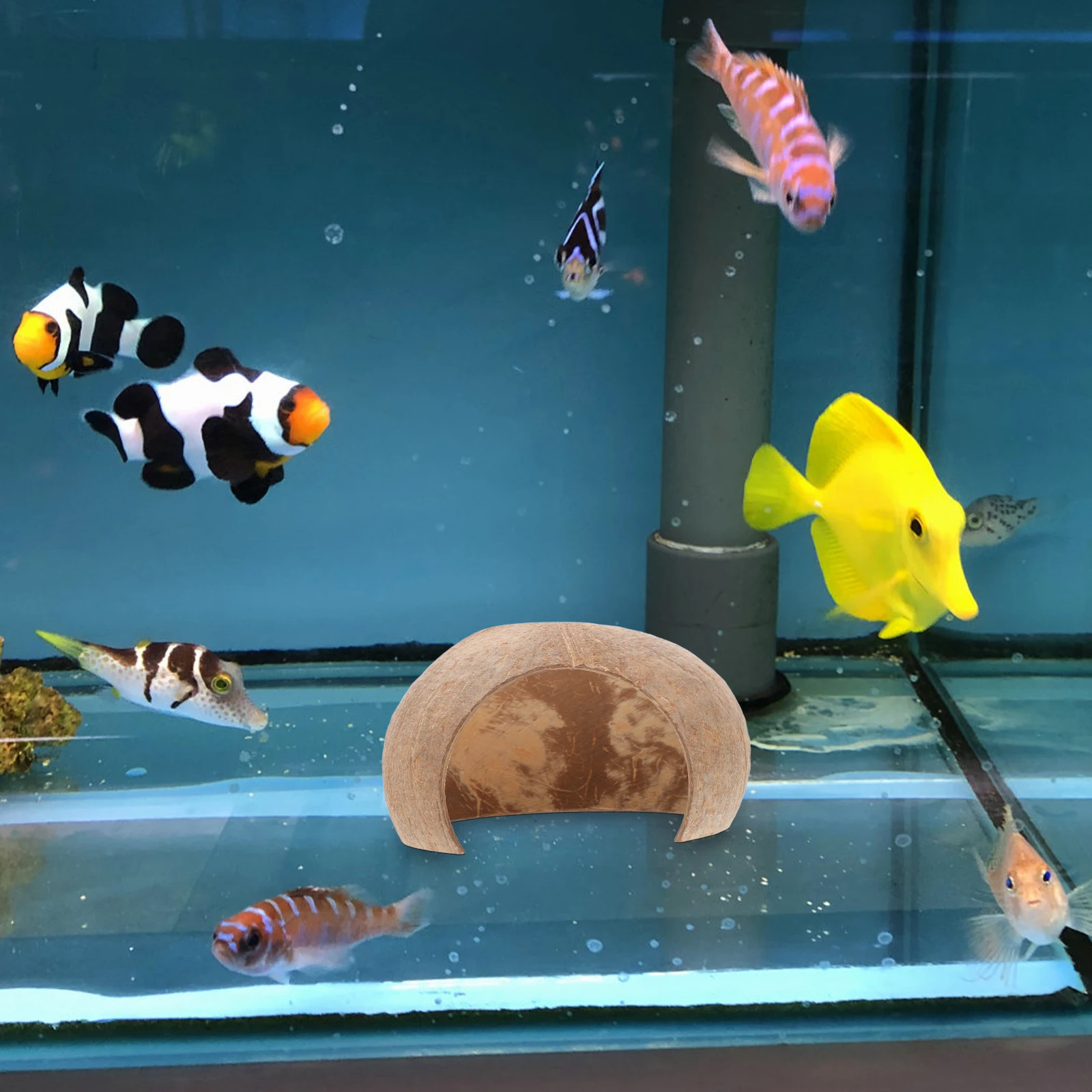 

2pcs Aquarium Coconut Shell Cave Fish Shelter for Shrimp Breeding Natural Habitat with Multiple Openings Sturdy Water Resistant