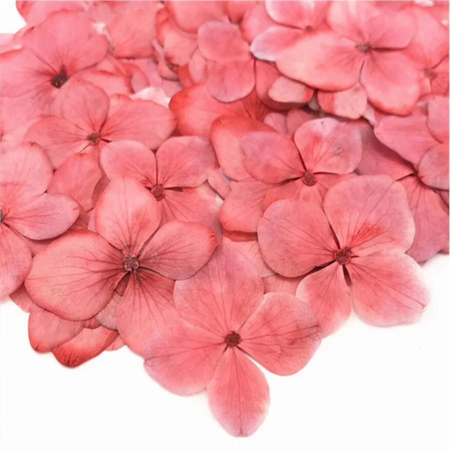 60pcs Pressed Dried Absorbed Dyed Hydrangea Flower Plants Herbarium For Jewelry Phone Case Bookmark Postcard Scrapbook DIY