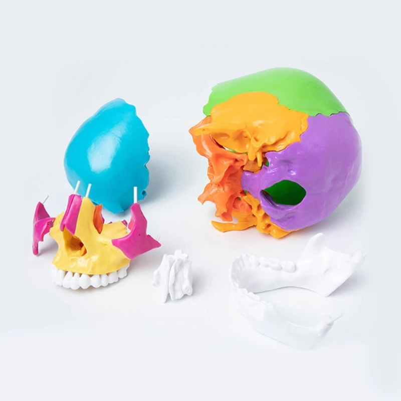 แบบจำลองกะโหลกศีรษะมนุษย์สีแบบแยกส่วนทางกายวิภาค สำหรับ Dropship ทางการแพทย์เกี่ยวกับหัวใจและหลอดเลือด