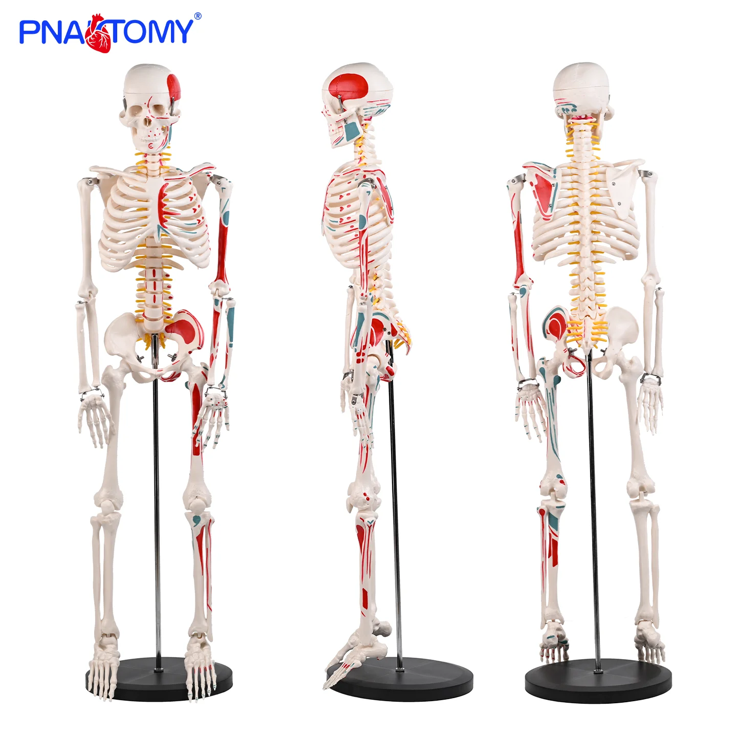 

85cm Half-body Muscle Origin and Insertion Bone Model Human Skeleton Model