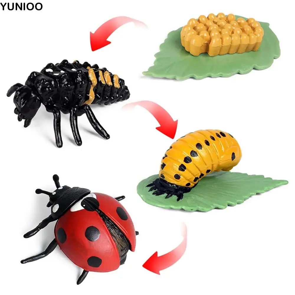 

Material Chicken Spider Butterfly Growth Cycle Action Figures Growth Cycle Model Simulation Animals Life Cycle Figurine