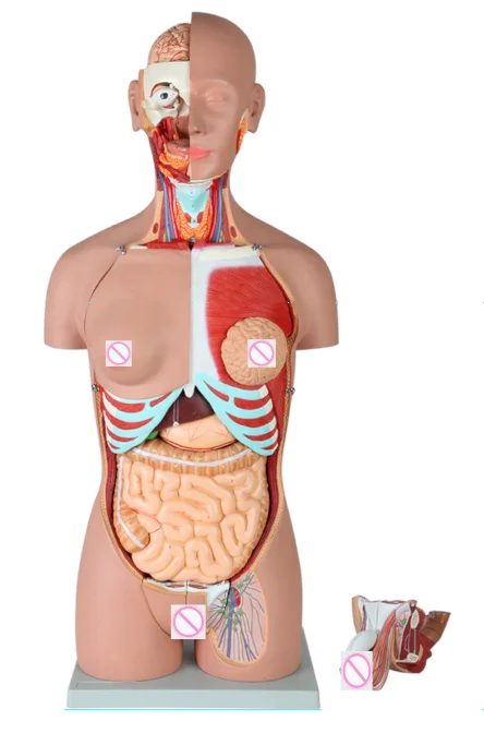 

Male and Female Hermaphrodite Human Back Open Half Torso Model 85cm 29 Pieces Medical Science Anatomy Simulator Teaching Aids fo