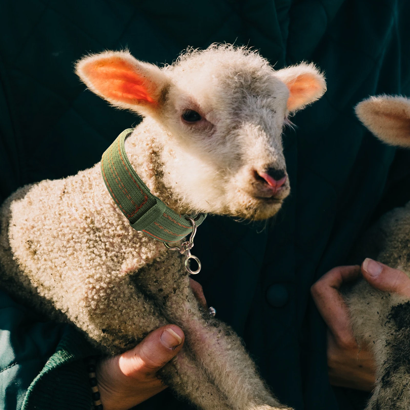

Sheep Neck Collar Durable Canvas Explosion Proof Buckle Thickened Livestock Supply Goat Cow Safe Traction Rope Pet Accessories