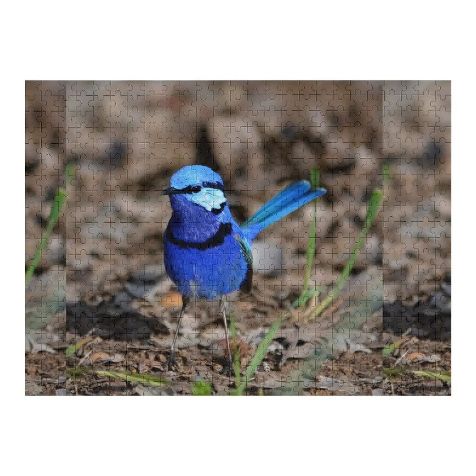 

splendid fairywren Malurus splendens Australia bird lila blue Jigsaw Puzzle Personalized Baby Object Personalized Gift Puzzle
