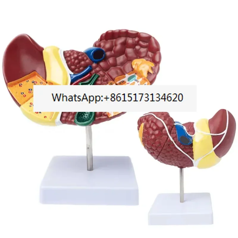 Pathological Liver Anatomical Model 1:1 Human Liver Model Anatomy Display for Medical School Study and Research