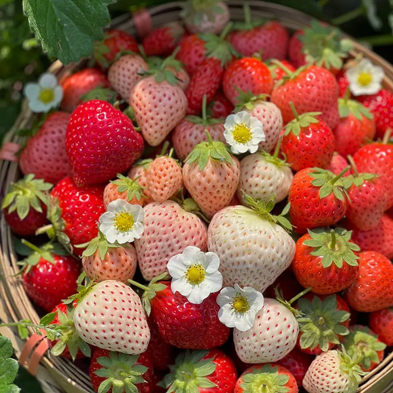 2 حزمة أجهزة اتصال لاسلكية فيديو للأطفال 2 بوصة شاشة عرض لعبة قابلة للشحن أجهزة الراديو بنقرة واحدة الاتصال الداخلي للبنين والبنات الهدايا