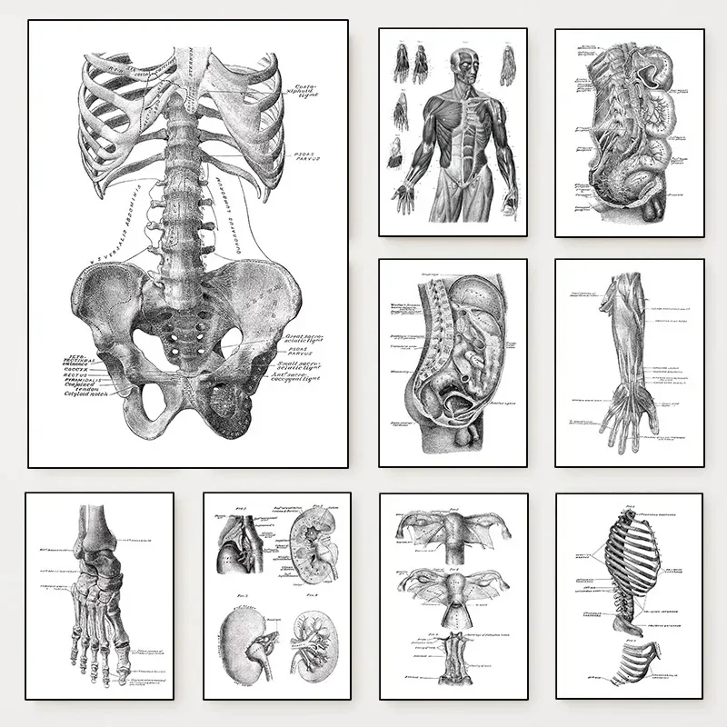 (2D Canvas painting) Medicine Human Anatomy Diagram Poster Body Skeleton Structure Illustration Canvas Painting Wall Art for