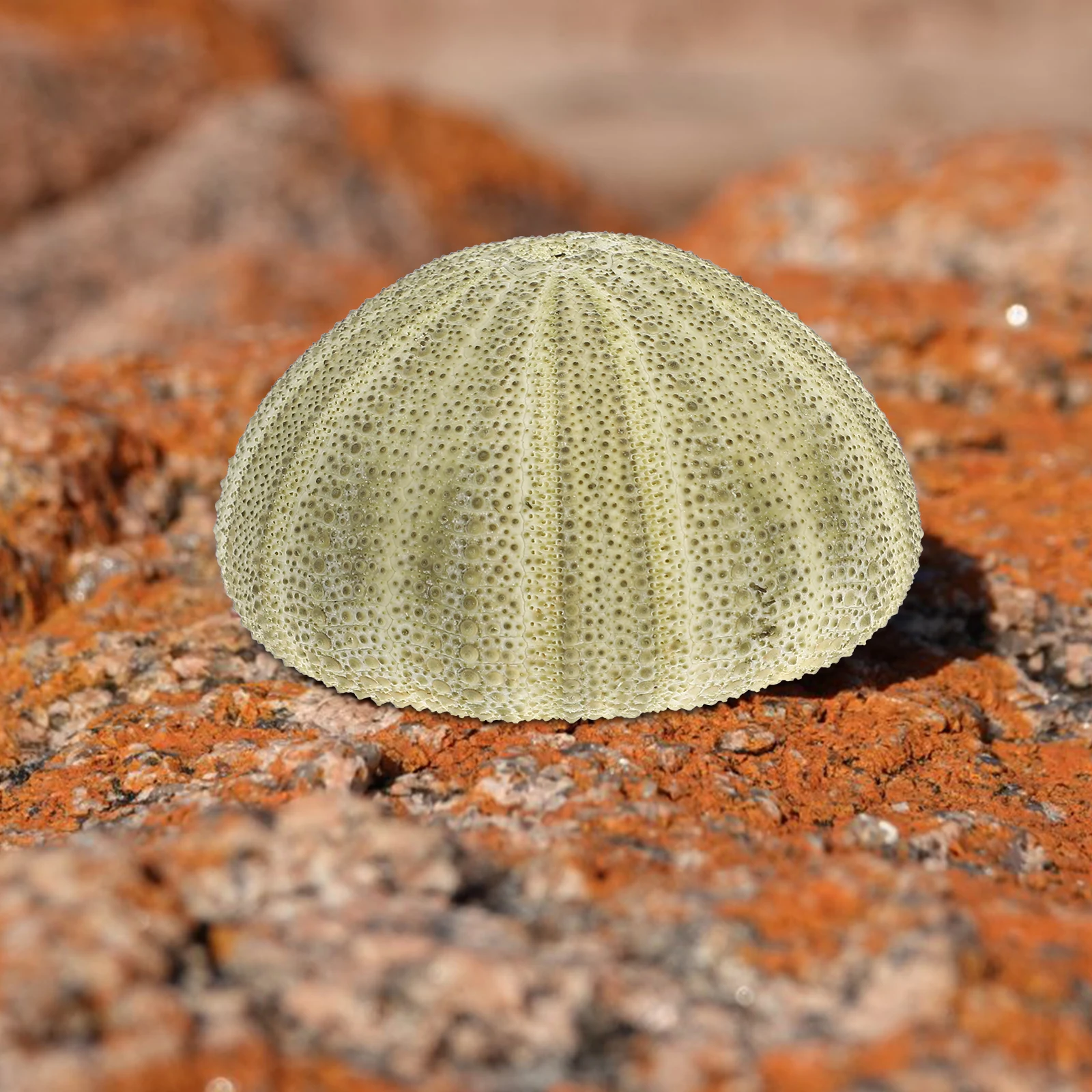 

6 Pcs Natural Sea Urchins Shells Decor Hanging Air Plants Holder Pot Beach Seashell Decor For Air Plants Diy Craft Home Wedding