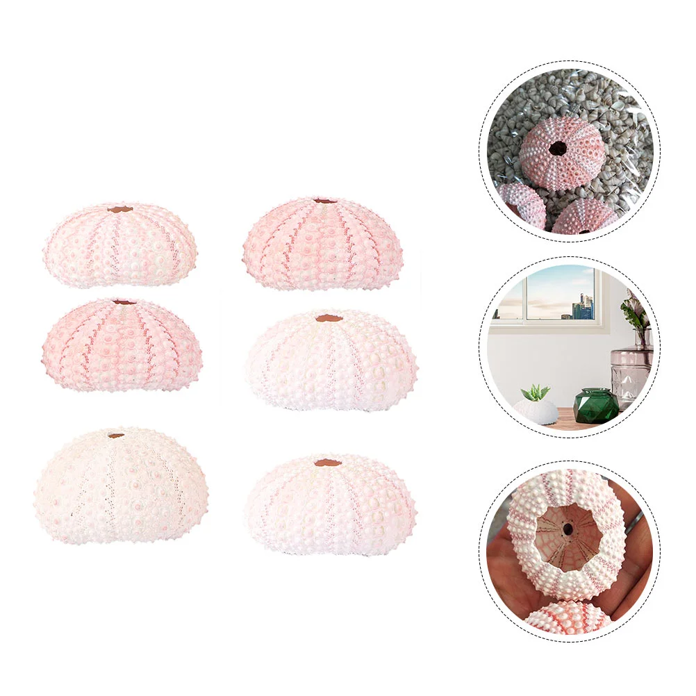 

Sea ​​urchin Shell Creative Conch Flowerpots Plants Lovely Planter Small Heater