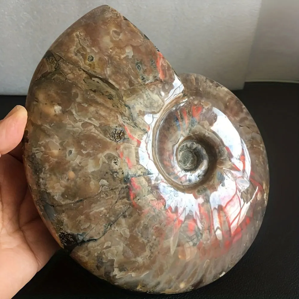 Ammonite Conch Shell Fossil 1