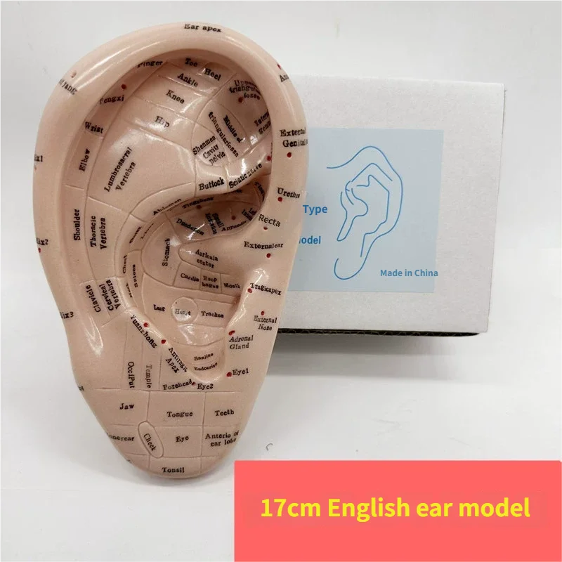 

17 cm English version Ear explanation earpins model model auricular application model
