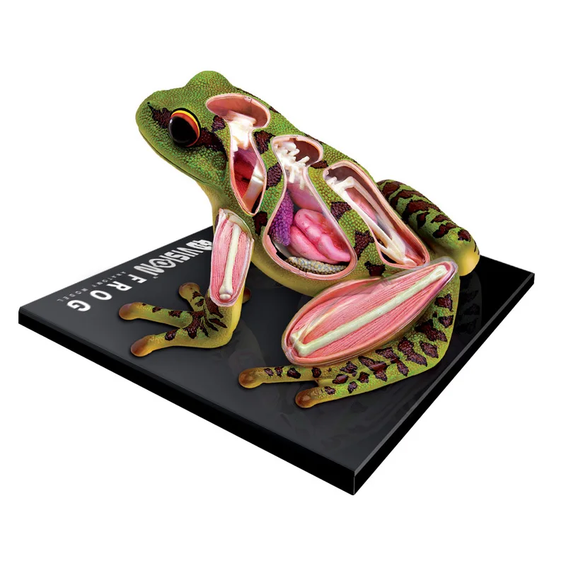 4D رؤية الضفدع نموذج تشريح 31 أجزاء أجهزة قابلة للفصل الهيكل العظمي علم الأحياء التعليم المعونة التعليمية